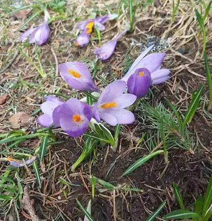 Kop Centar Aviator Kopaonik